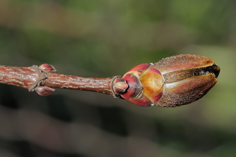 Image of Acer platanoides specimen.