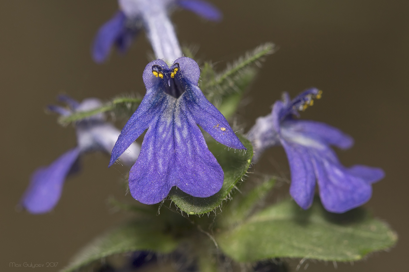 Image of Ajuga genevensis specimen.