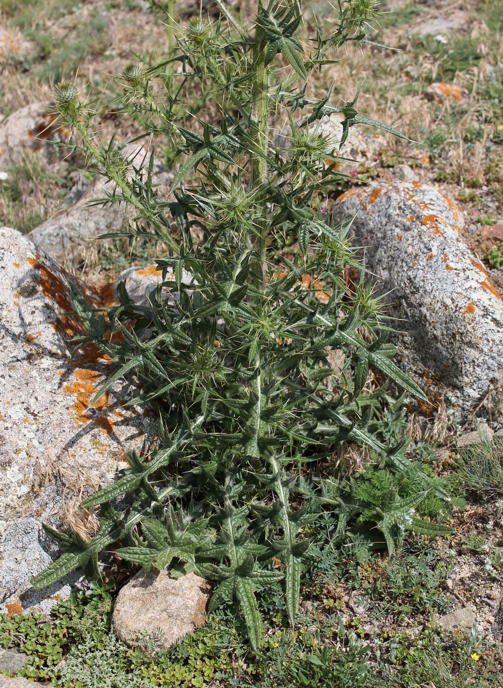 Image of Cirsium vulgare specimen.