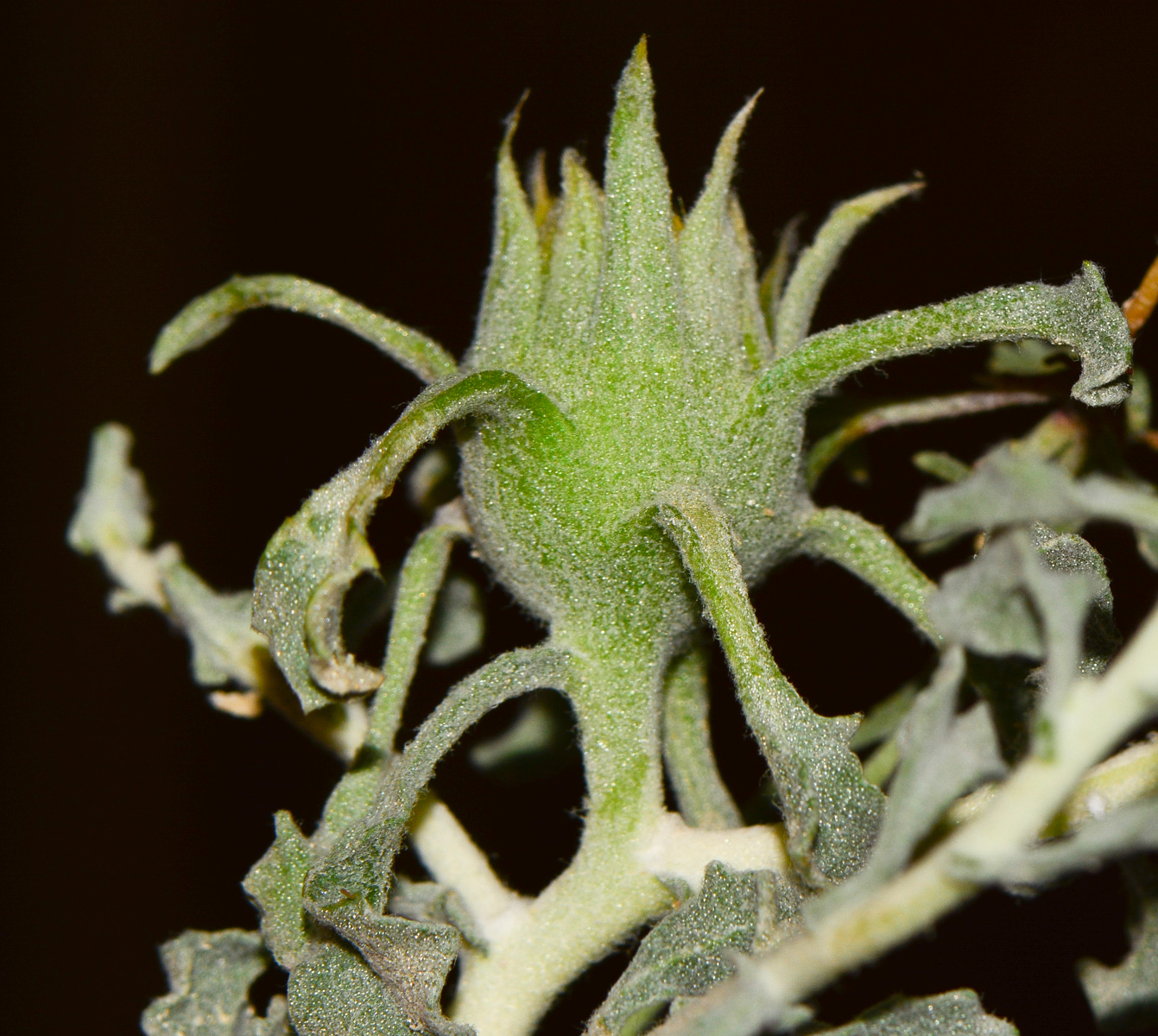 Image of Anvillea garcinii specimen.