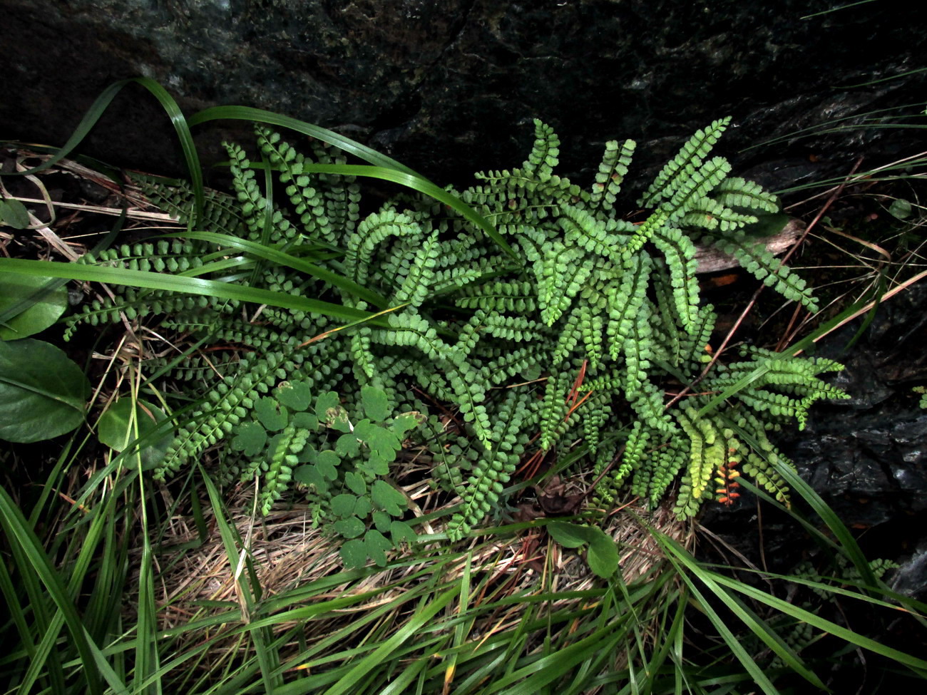 Image of Asplenium viride specimen.