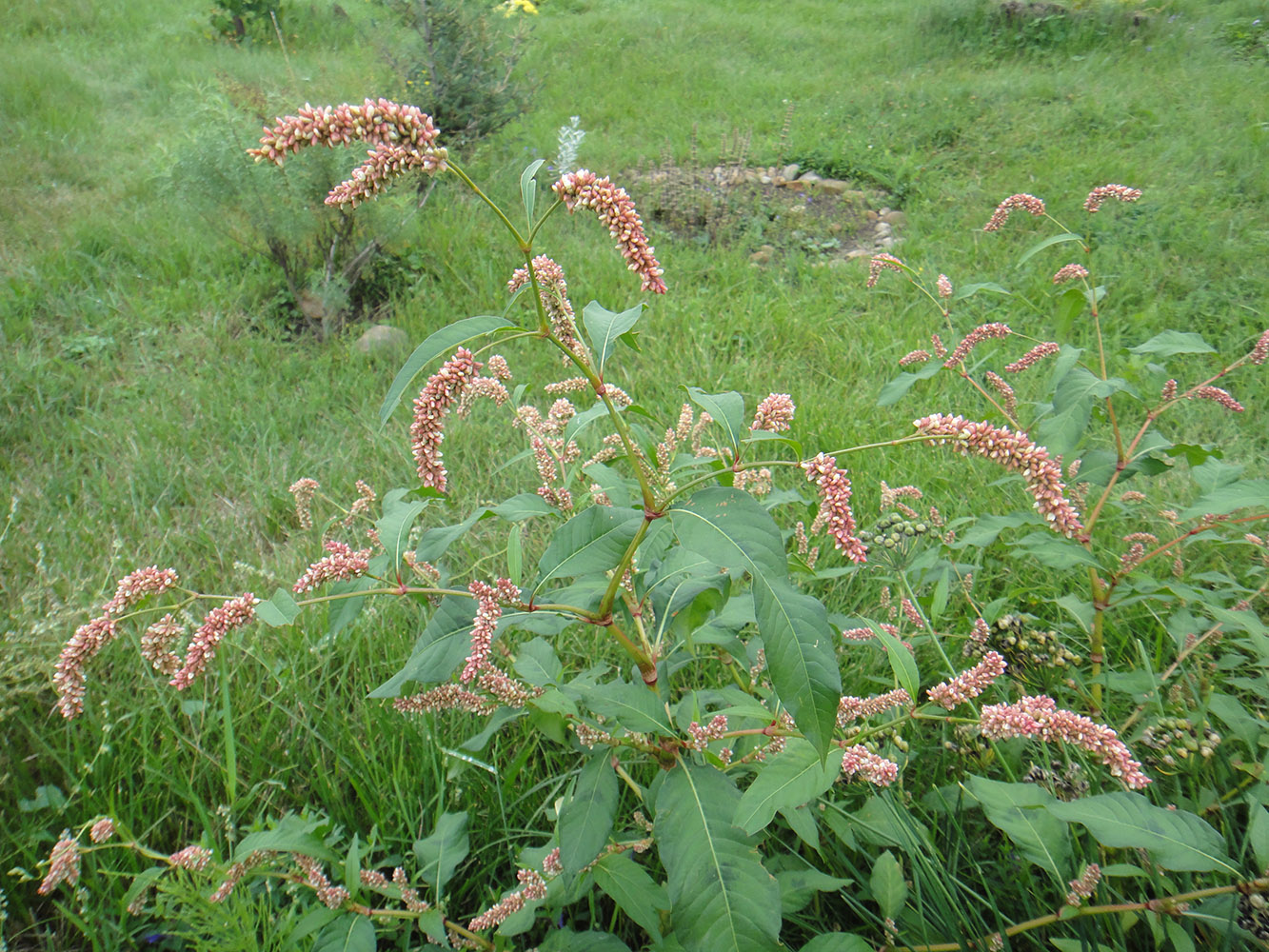 Изображение особи Persicaria lapathifolia.