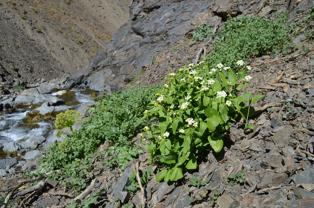 Image of Eutrema integrifolium specimen.