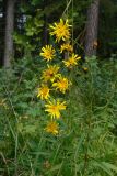 Hieracium umbellatum. Верхушка цветущего растения. Свердловская обл., окр. г. Североуральск, сосняк на известняках. 12.08.2007.