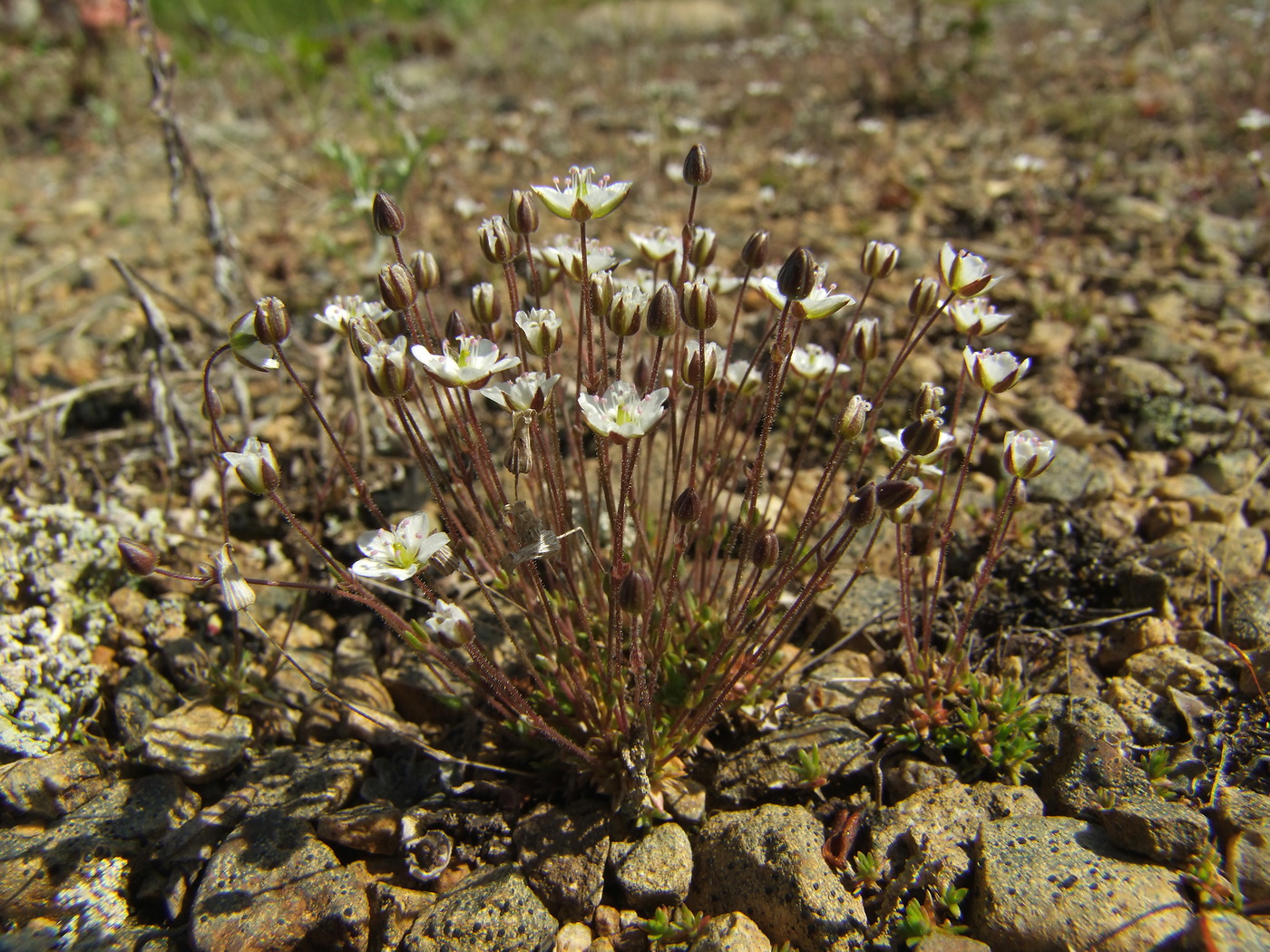 Image of Minuartia rubella specimen.