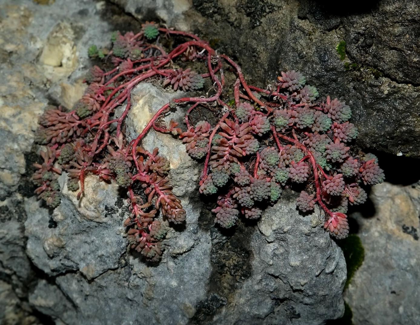 Изображение особи род Sedum.