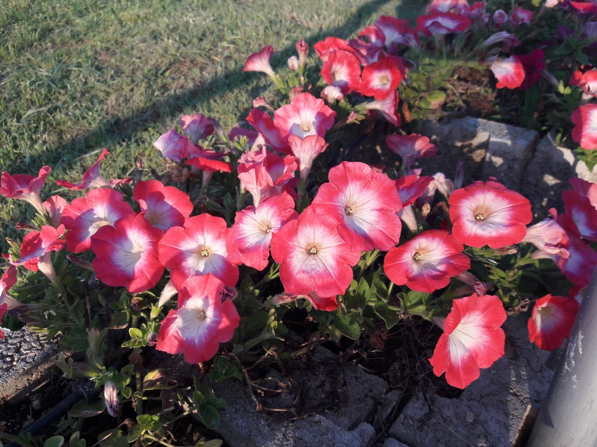 Image of Petunia &times; hybrida specimen.