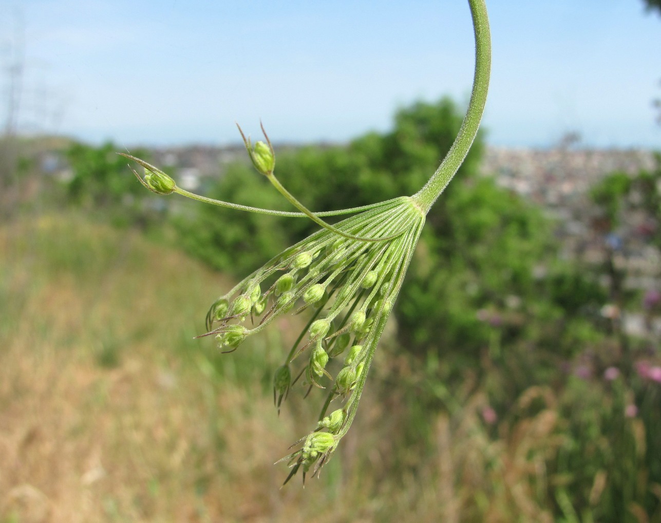 Изображение особи Pimpinella peregrina.