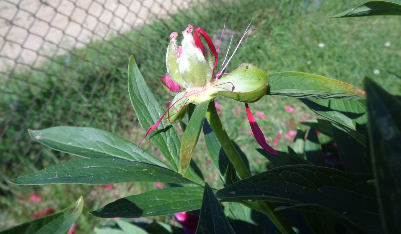 Image of Paeonia officinalis specimen.