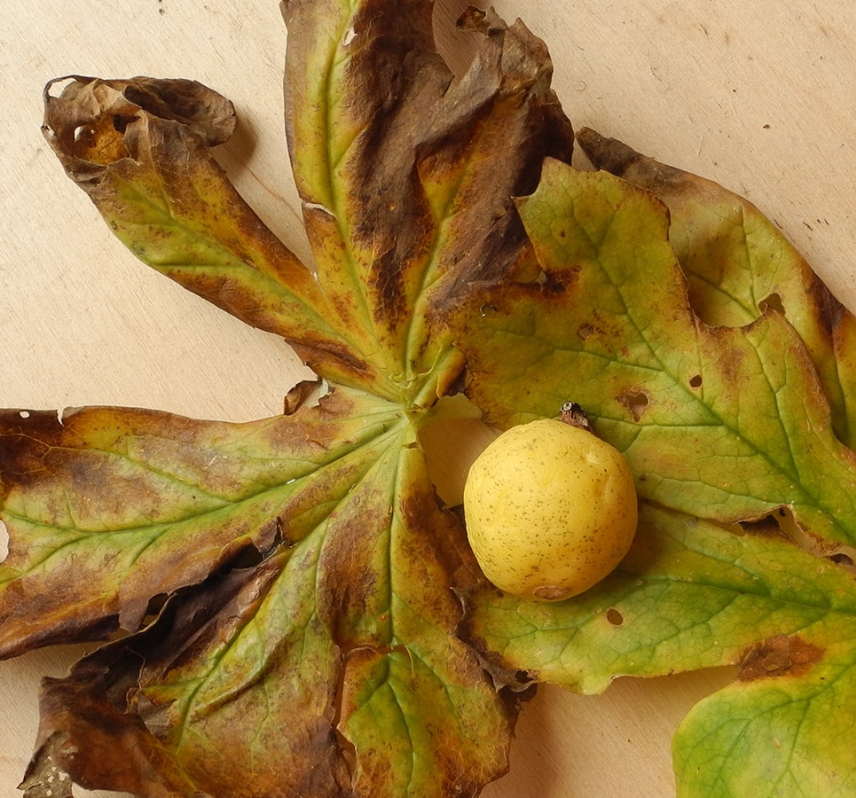 Image of Podophyllum peltatum specimen.