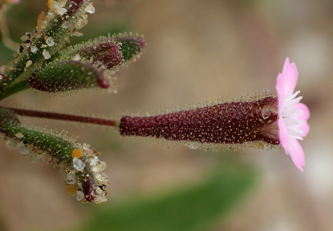 Image of Silene pentelica specimen.