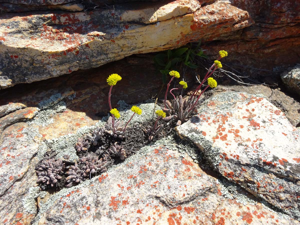 Image of Crassula namaquensis specimen.