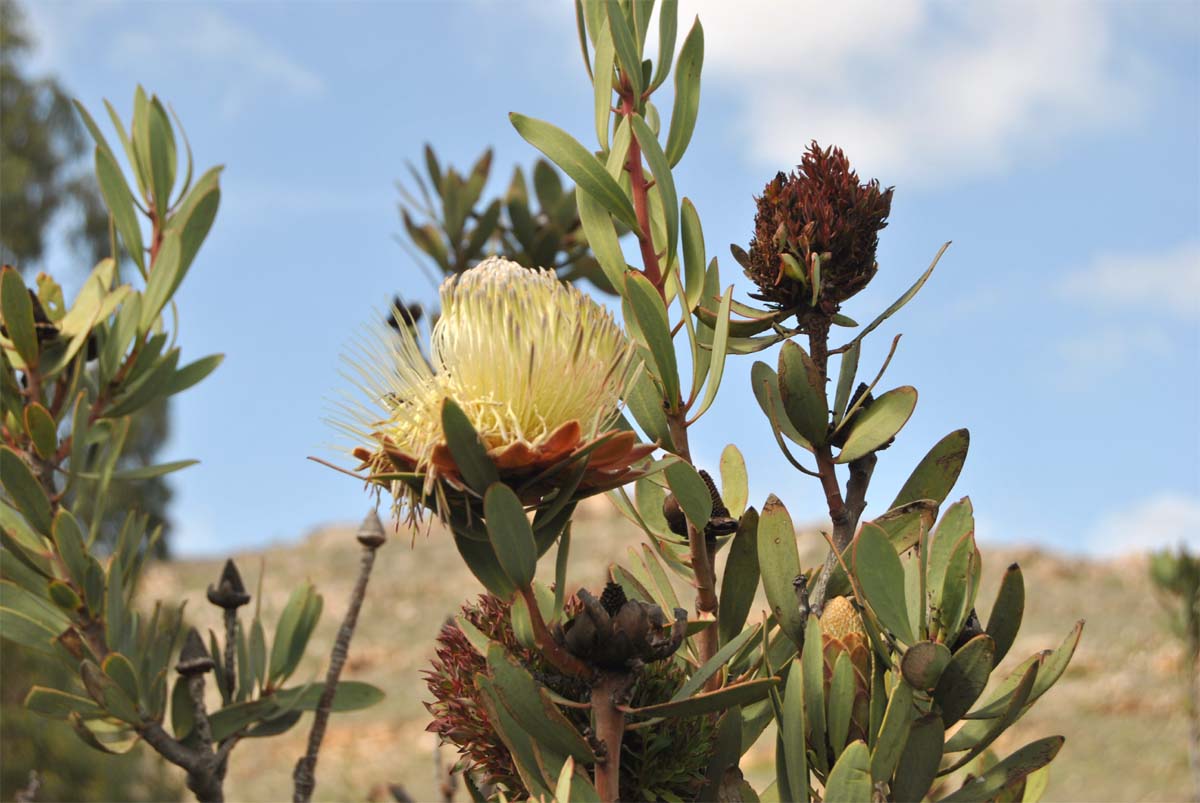 Image of Protea lanceolata specimen.