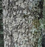 Cedrus subspecies brevifolia