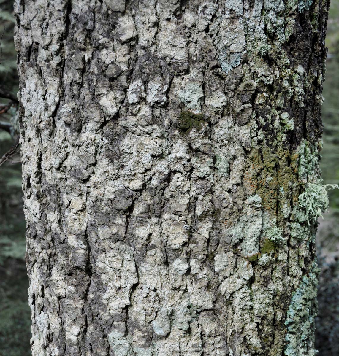 Image of Cedrus libani ssp. brevifolia specimen.