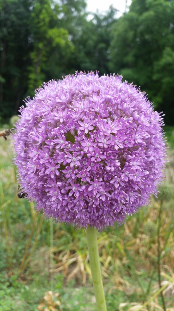 Изображение особи Allium giganteum.