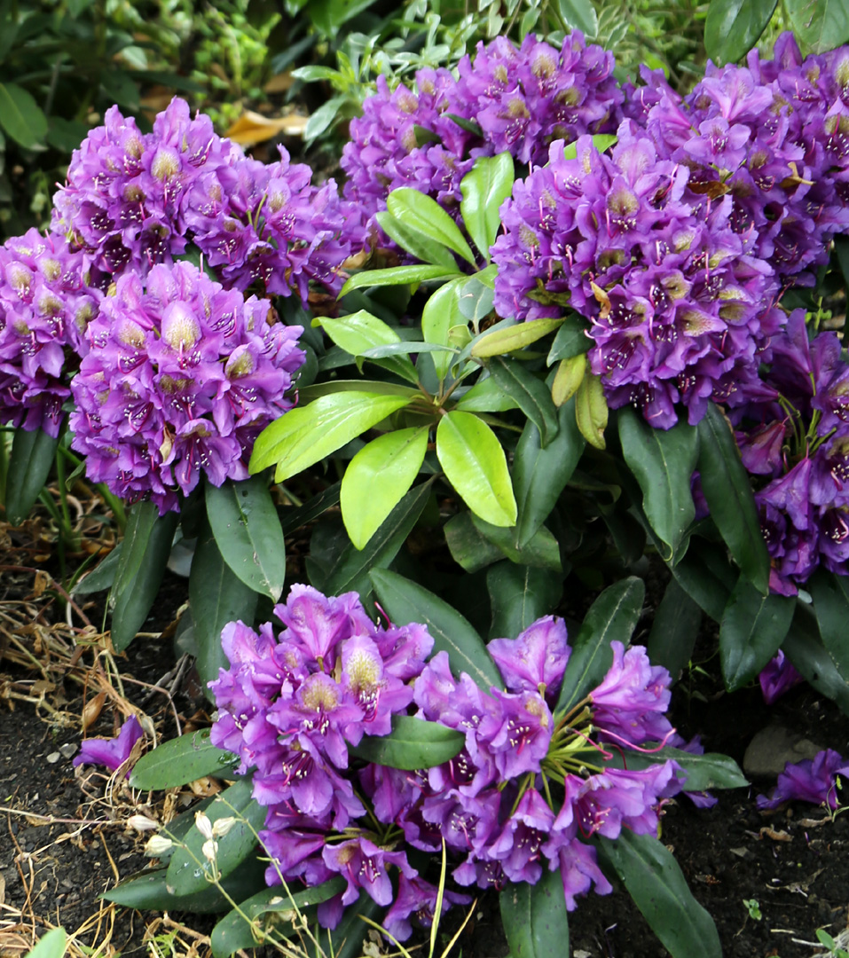 Изображение особи род Rhododendron.