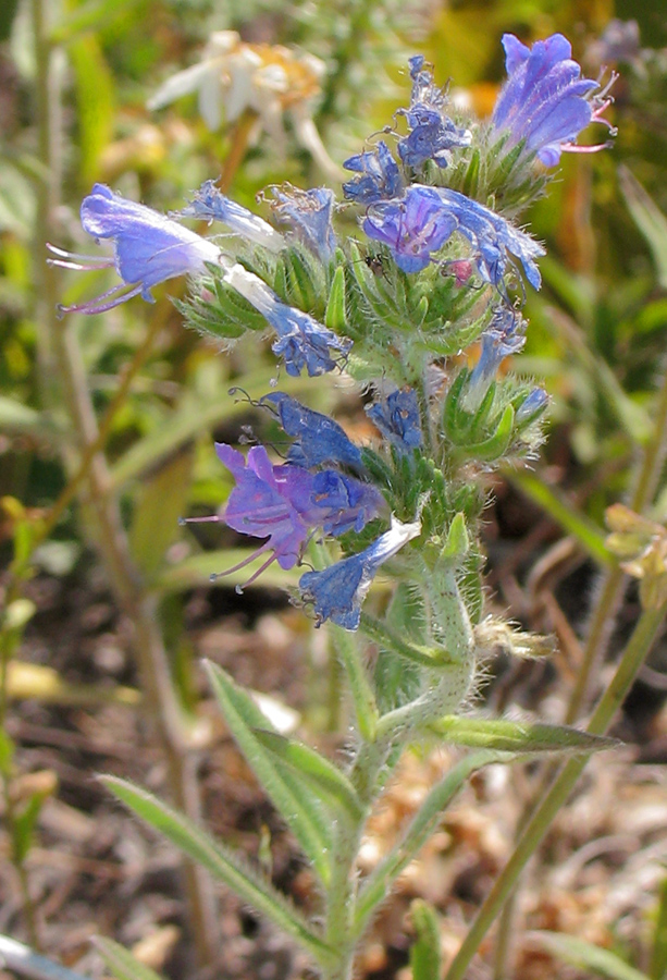 Image of Echium vulgare specimen.