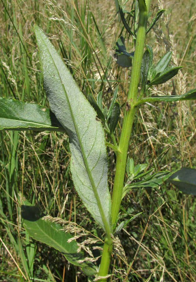 Изображение особи Cirsium incanum.