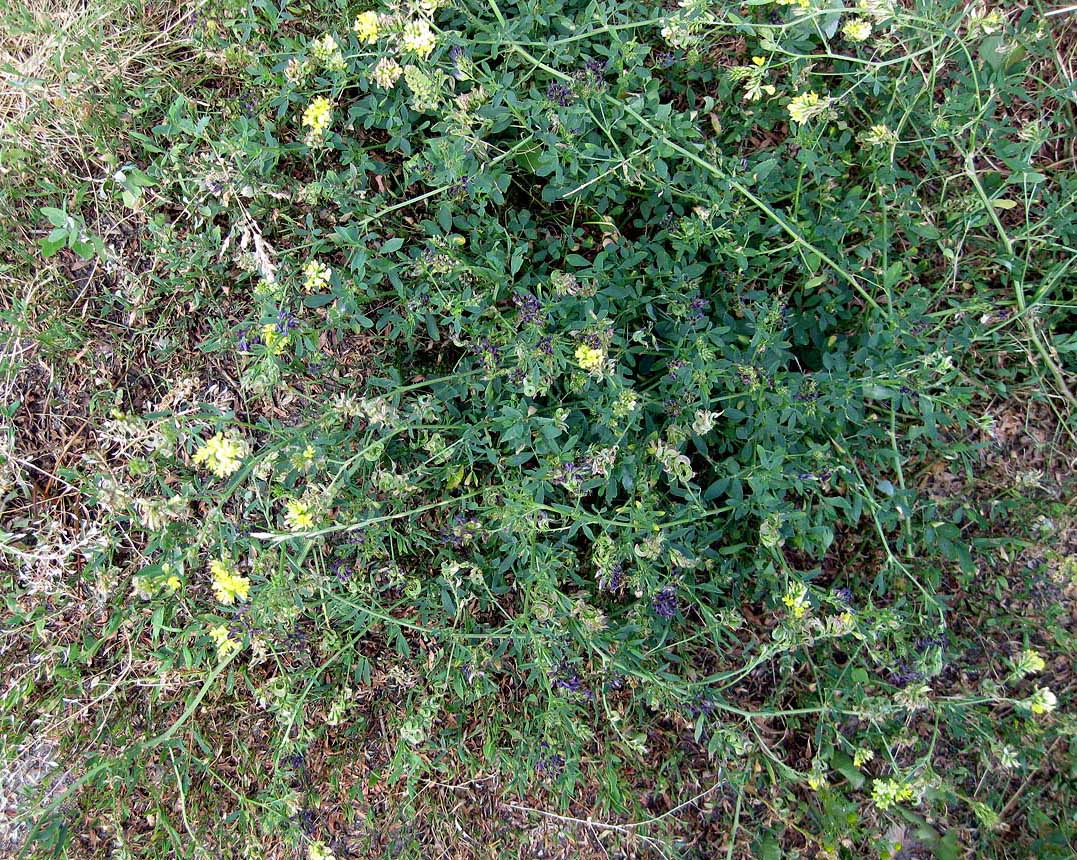 Image of Medicago &times; varia specimen.