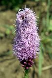 Liatris spicata. Соцветие. Узбекистан, г. Ташкент, Ботанический сад им. Ф.Н.Русанова. 22.07.2010.