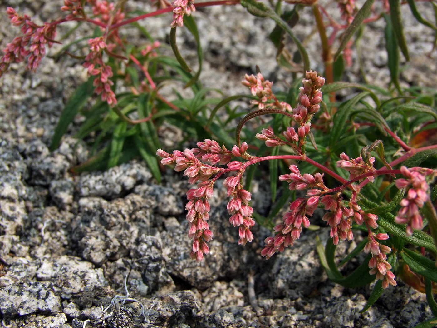 Image of Aconogonon ocreatum var. laxmannii specimen.