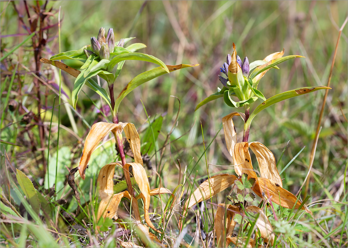 Изображение особи Gentiana cruciata.