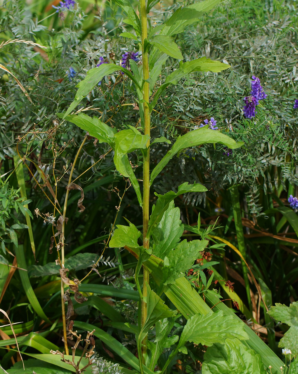 Image of Erigeron annuus specimen.