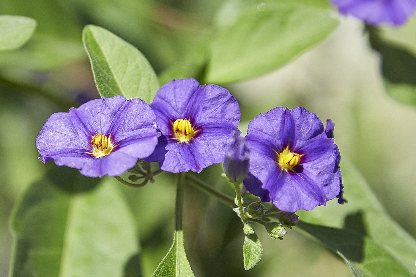 Image of Lycianthes rantonnetii specimen.