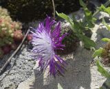 Centaurea pectinata