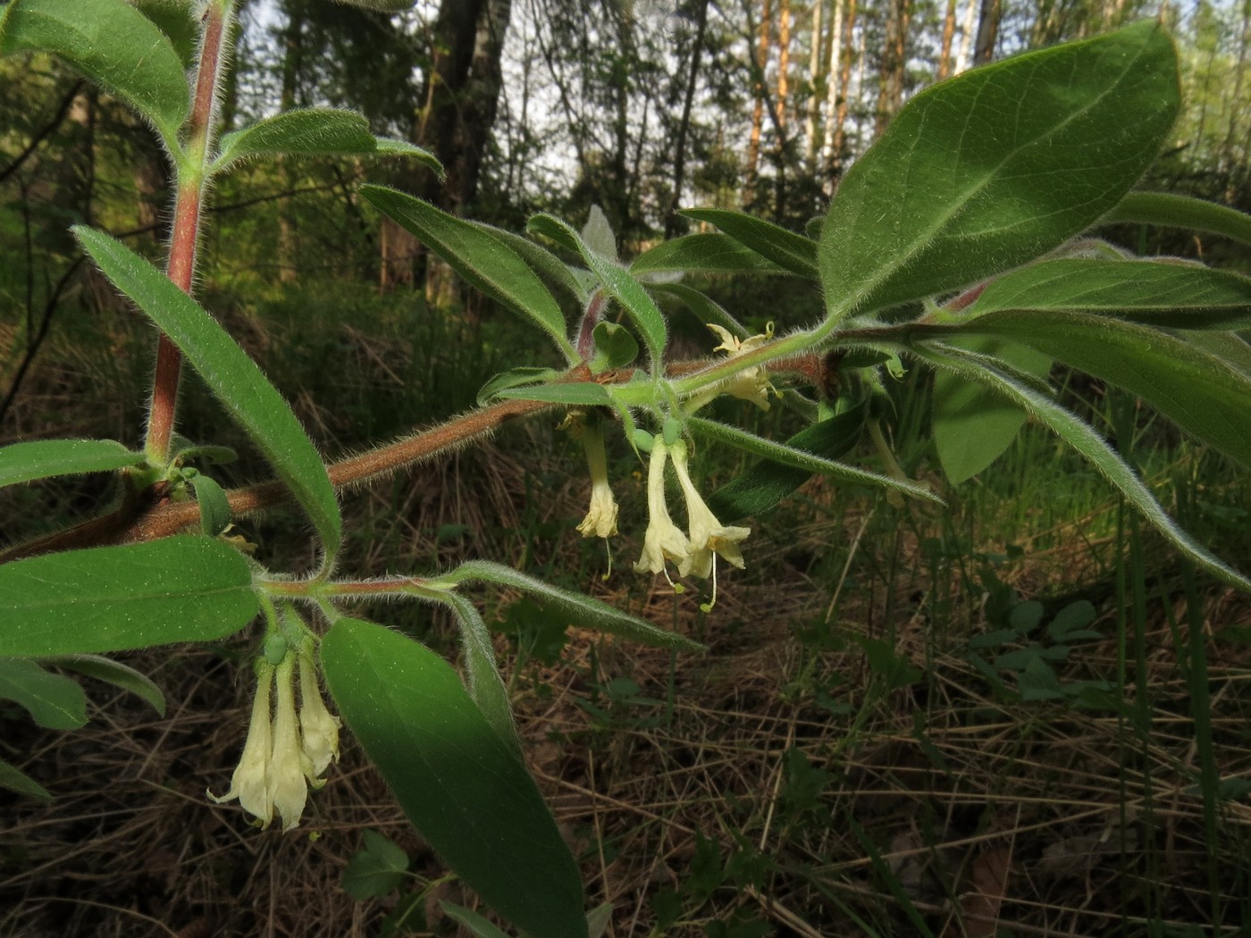 Изображение особи Lonicera pallasii.