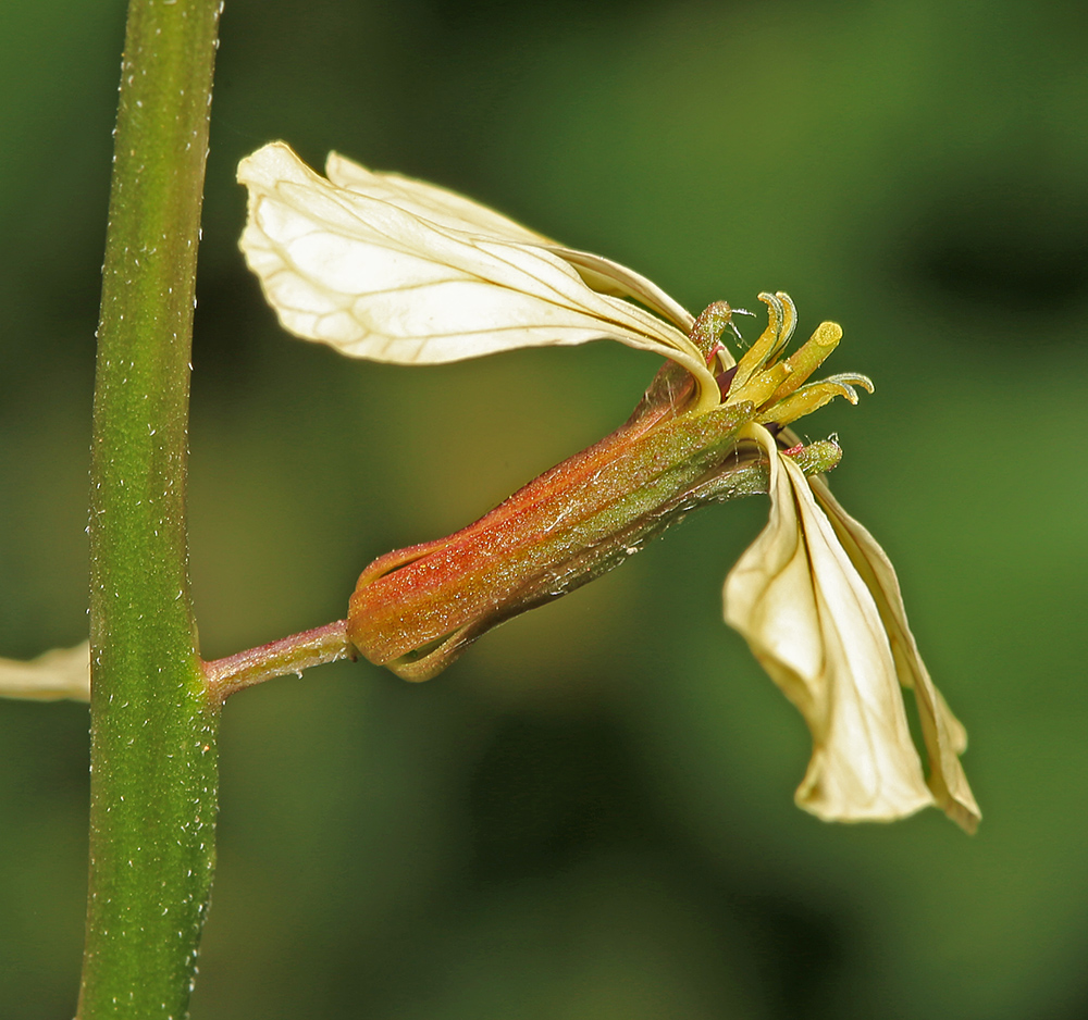 Image of Eruca sativa specimen.