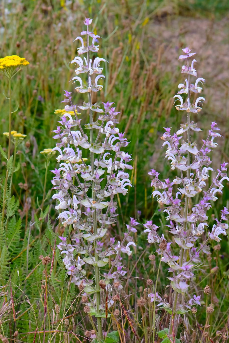 Image of Salvia sclarea specimen.