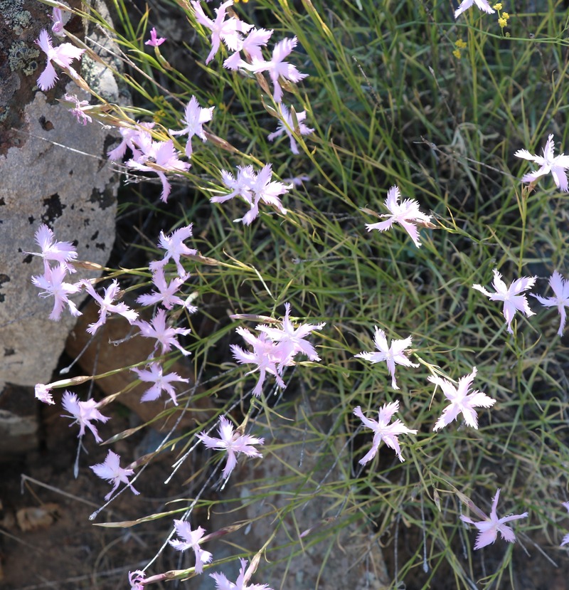 Изображение особи Dianthus orientalis.