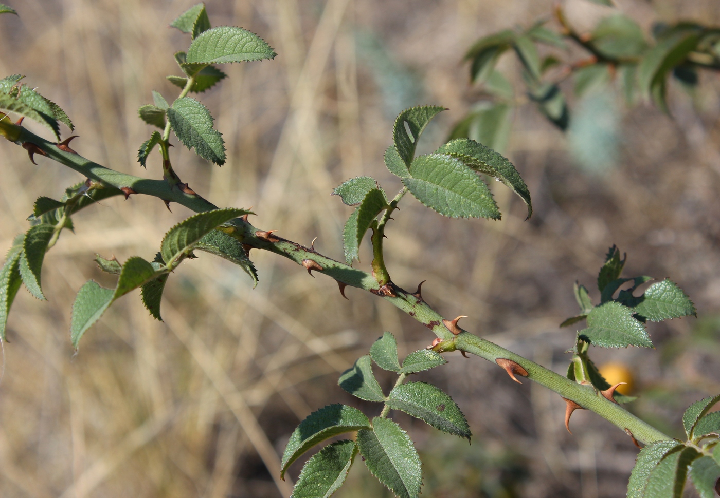 Image of Rosa schmalhauseniana specimen.