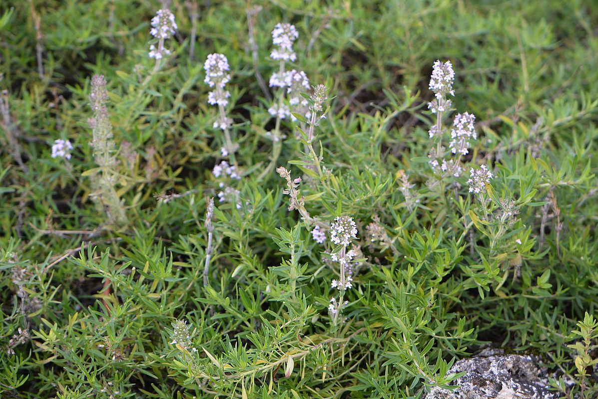 Image of Thymus dzevanovskyi specimen.