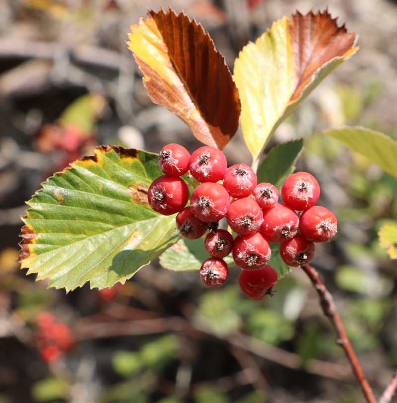 Изображение особи род Sorbus.