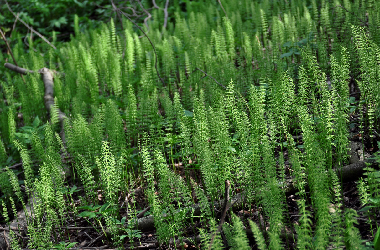 Image of Equisetum pratense specimen.