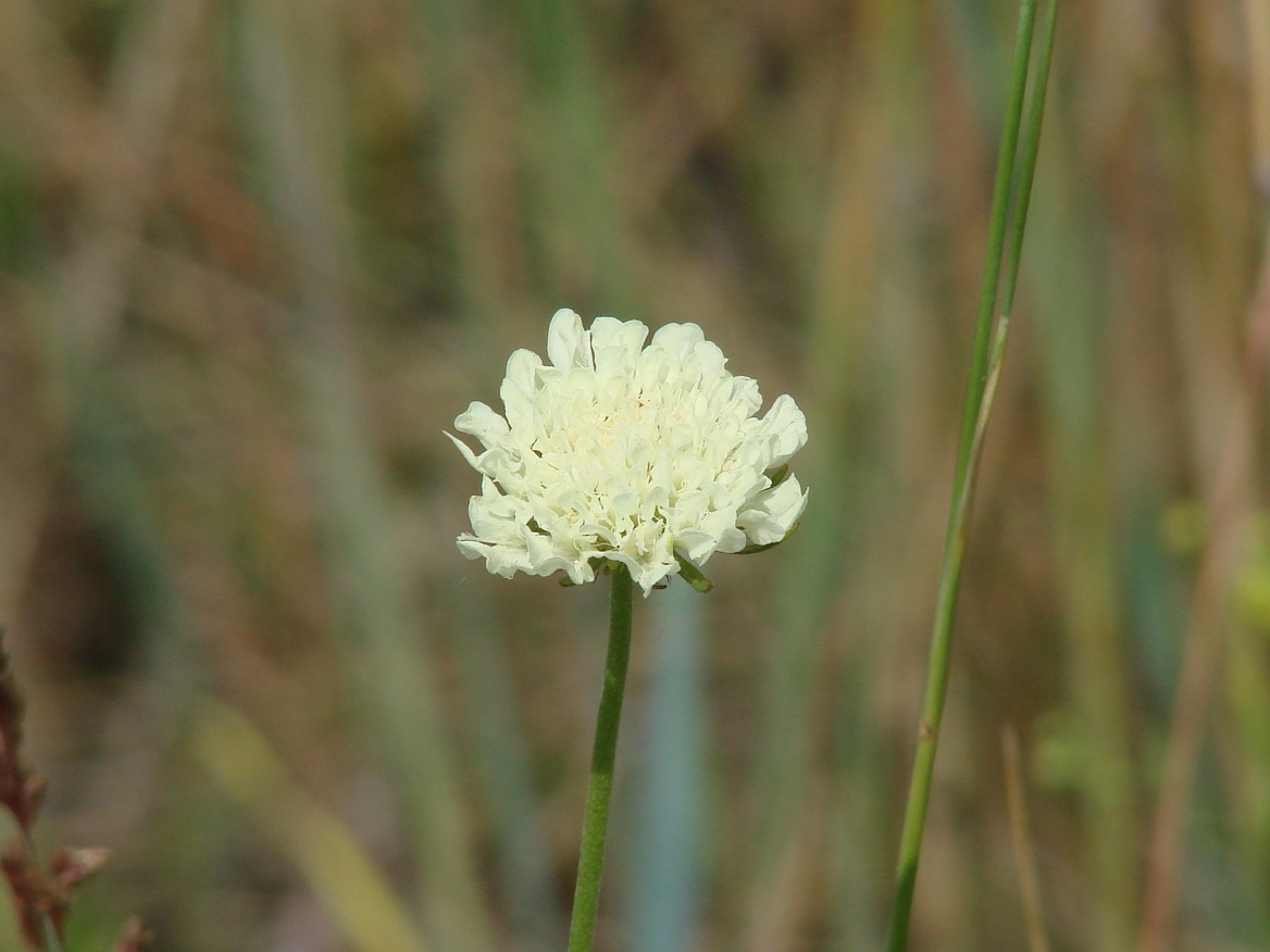 Image of Scabiosa ochroleuca specimen.