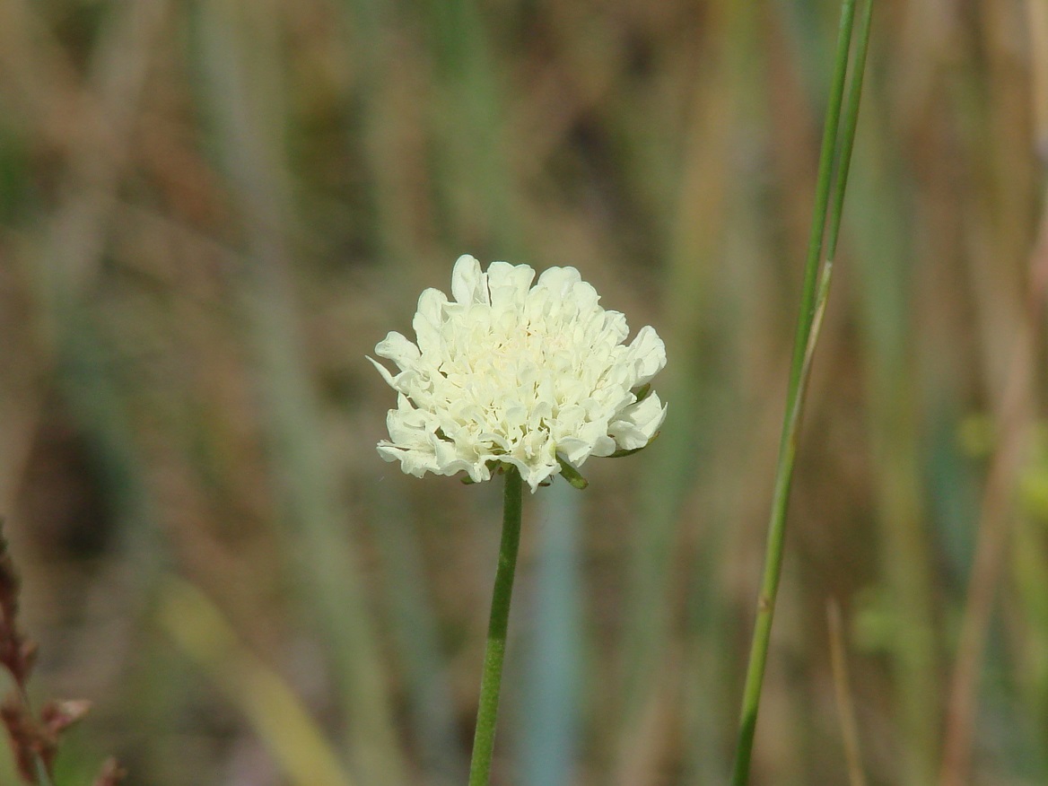 Image of Scabiosa ochroleuca specimen.