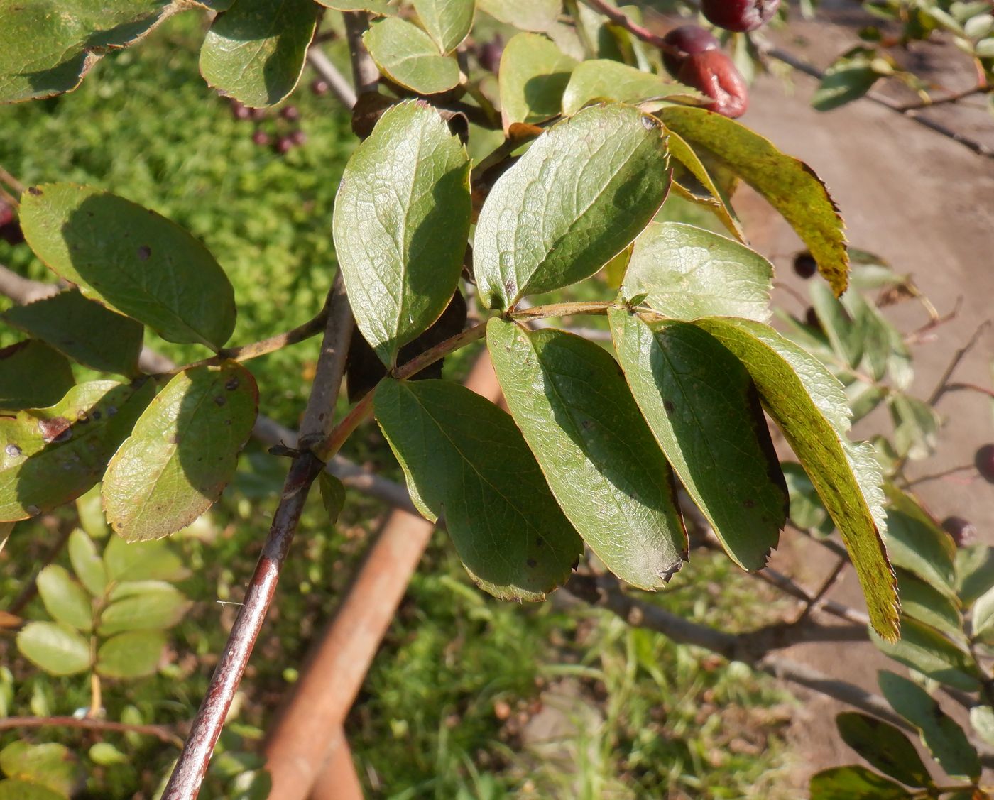 Image of &times; Crataegosorbus miczurinii specimen.