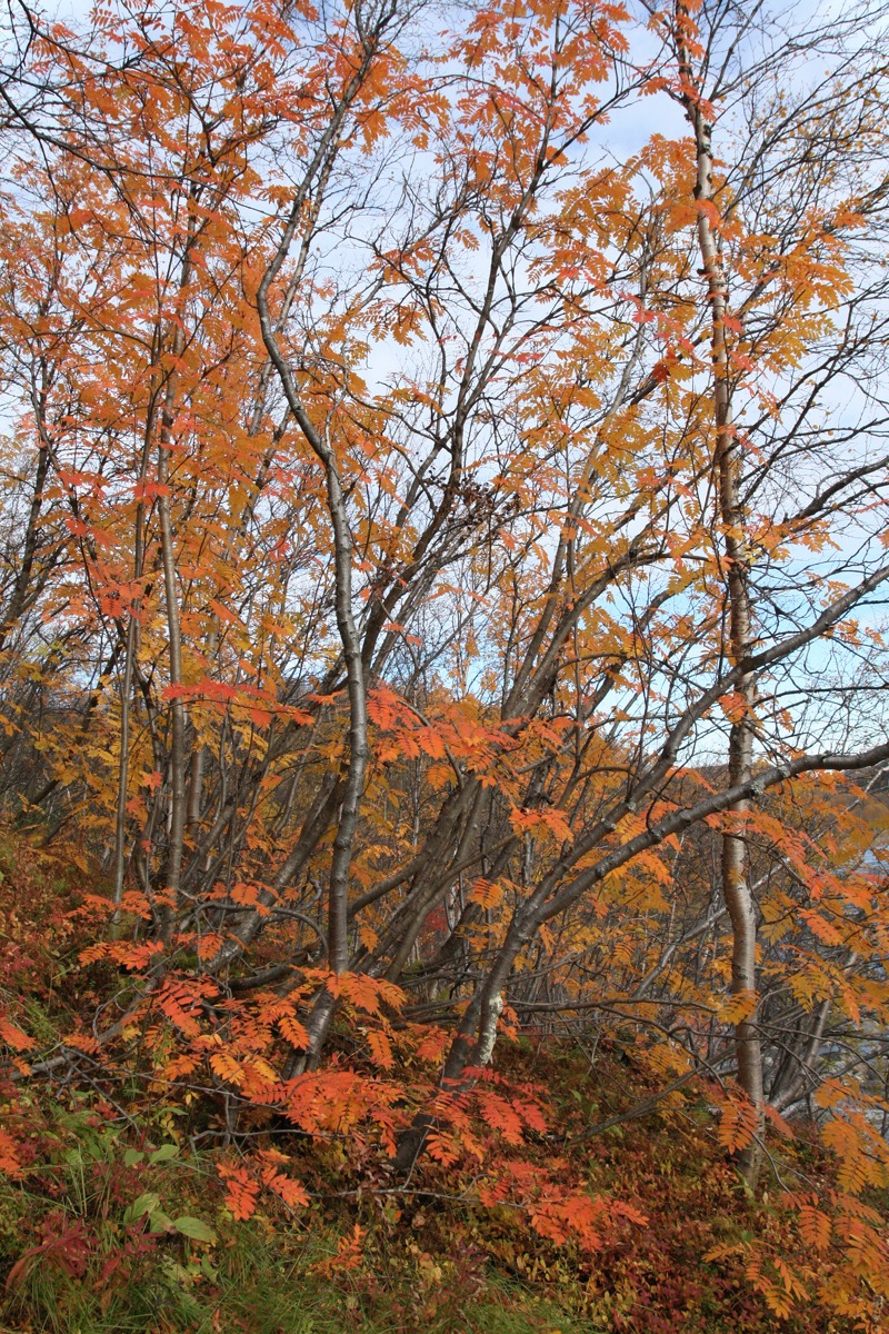 Image of Sorbus aucuparia ssp. glabrata specimen.