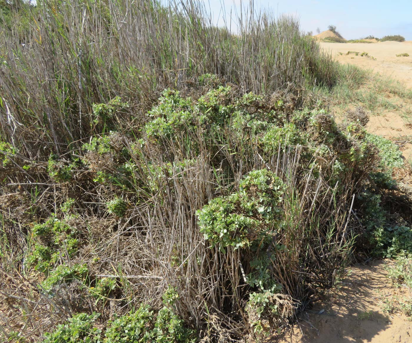 Image of Atriplex capensis specimen.