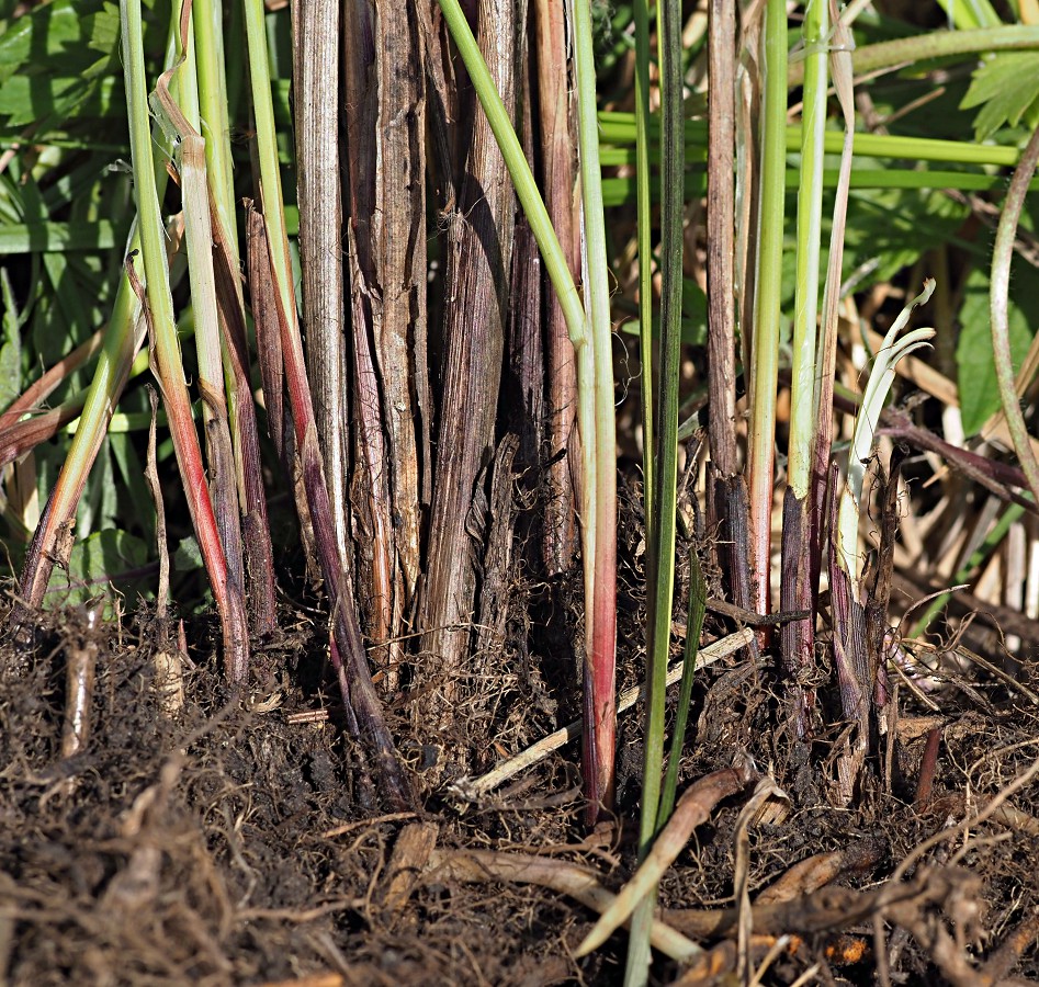 Image of Carex melanostachya specimen.