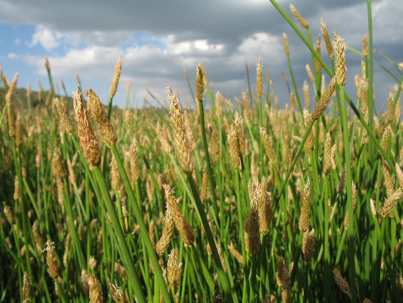 Image of Eleocharis argyrolepis specimen.