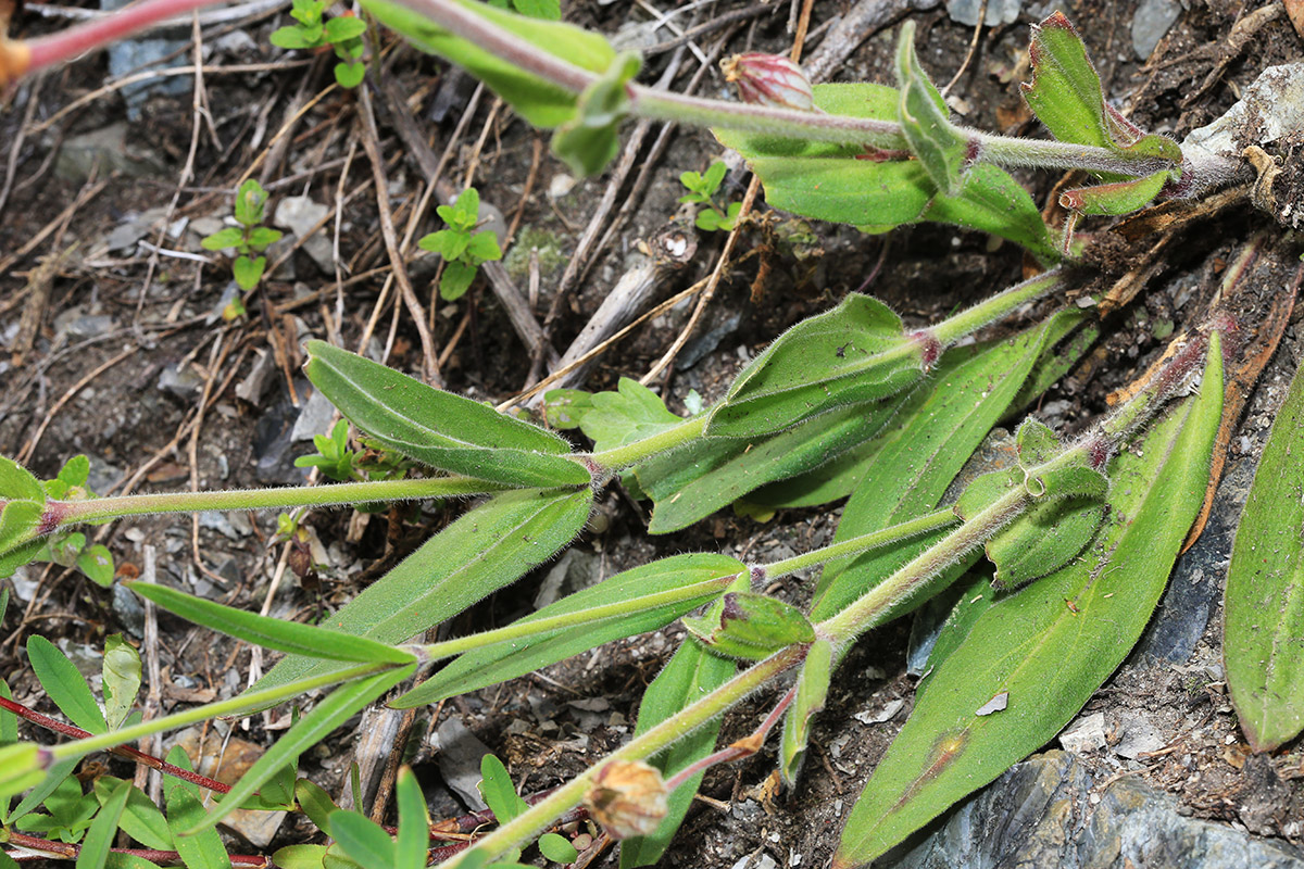 Image of Silene obscura specimen.