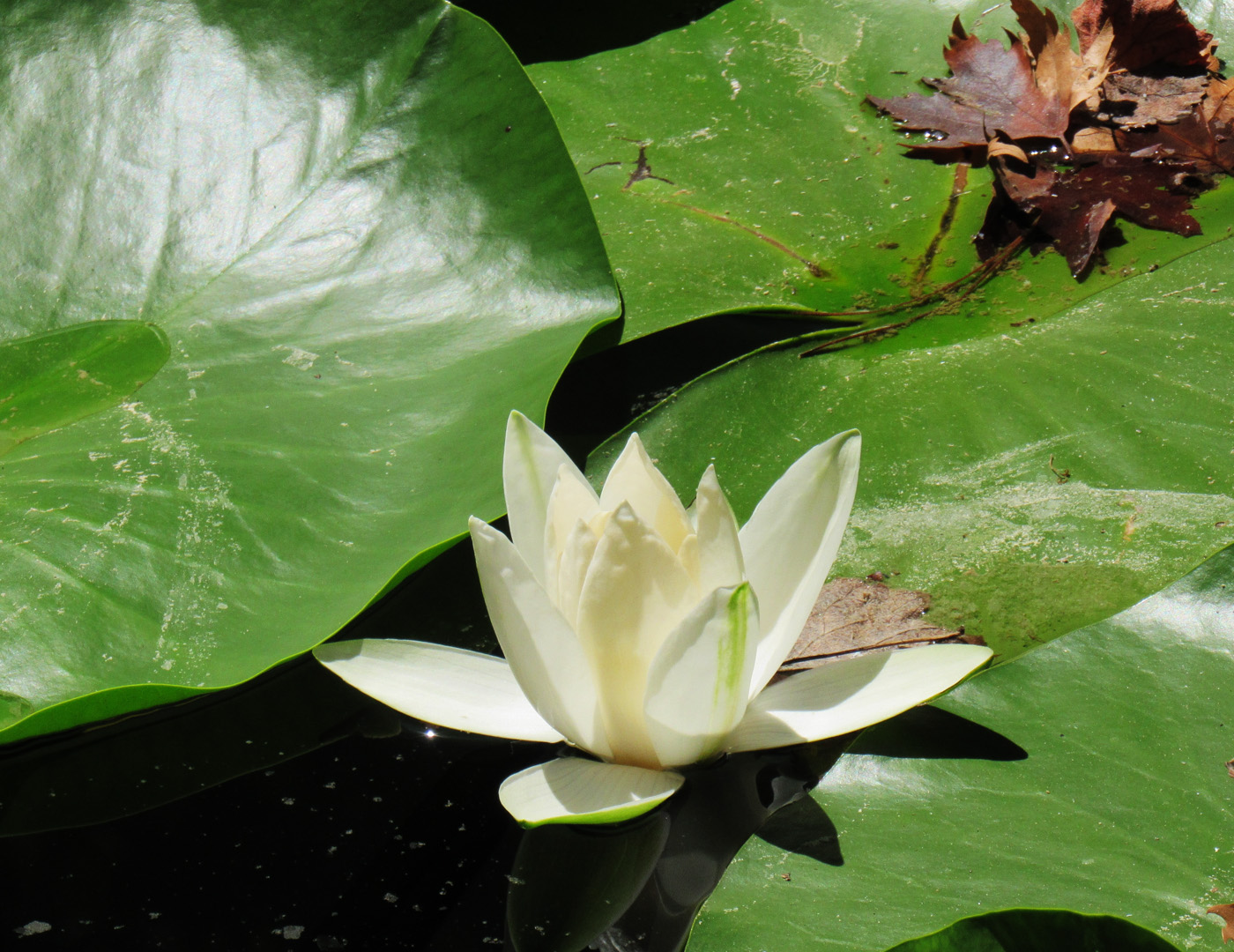 Image of genus Nymphaea specimen.