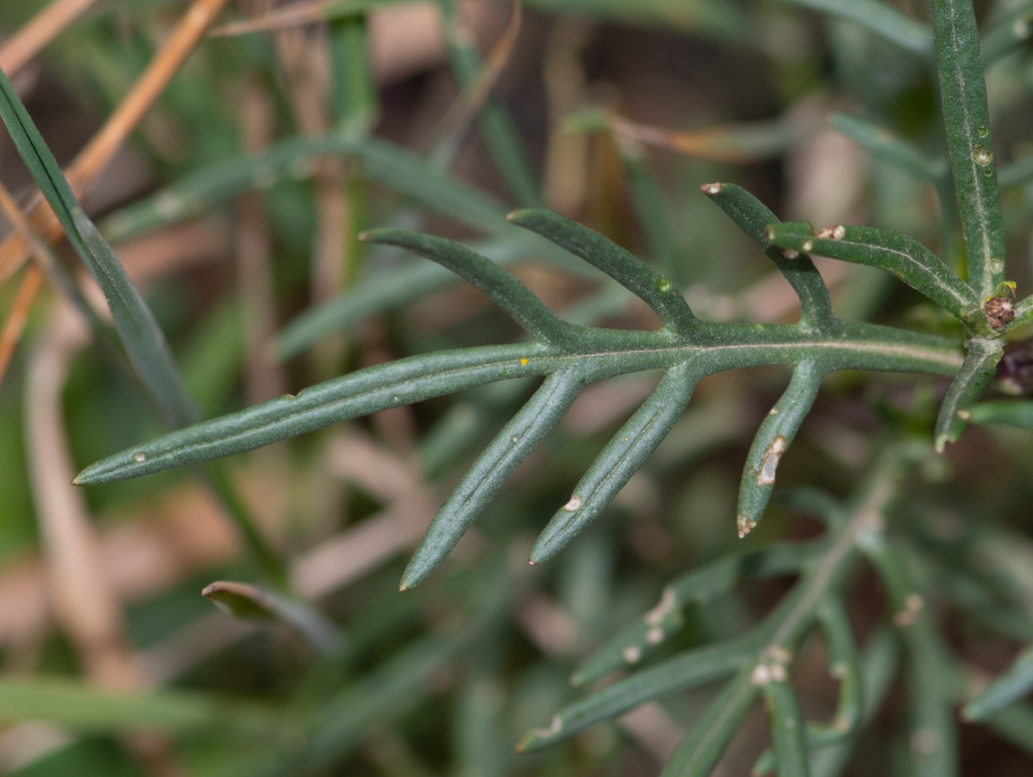 Image of Senecio rudbeckiifolius specimen.