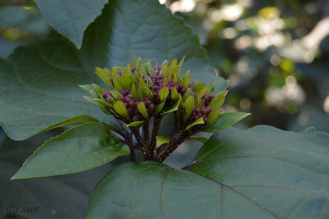 Image of Clerodendrum bungei specimen.