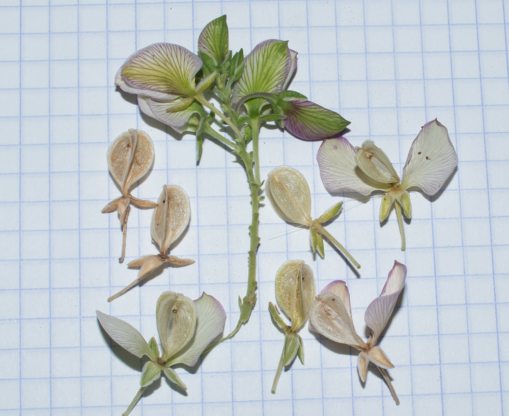 Изображение особи Polygala myrtifolia.